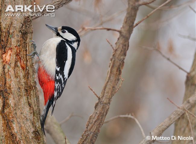 Female-great-spotted-woodpecker-on-tree